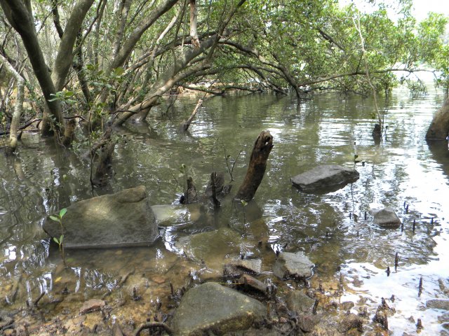 Saltpan Creek where Koori families lived and made artefacts to sell